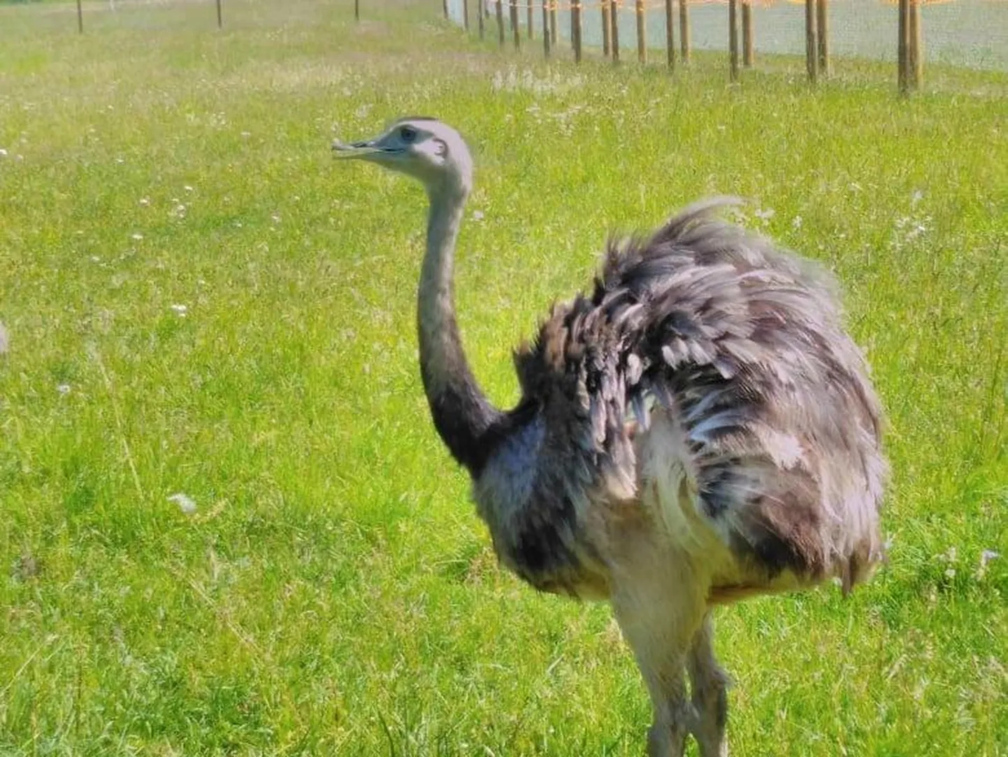 Nandu on umbes pooleteistmeetri kõrgune lennuvõimetu lind, kes jookseb kiiresti ja talub ka krõbedamaid temperatuure.