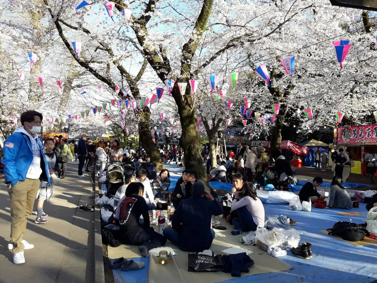 Hanami tähistamine.