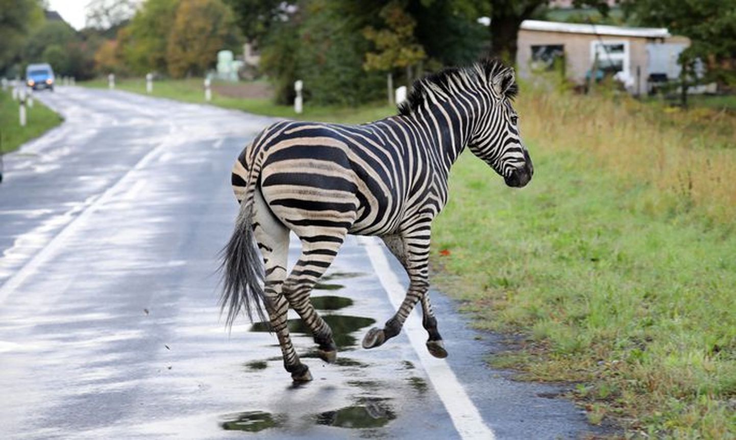 Одна из зебр убежала с автобана на второстепенную дорогу, где и погибла.