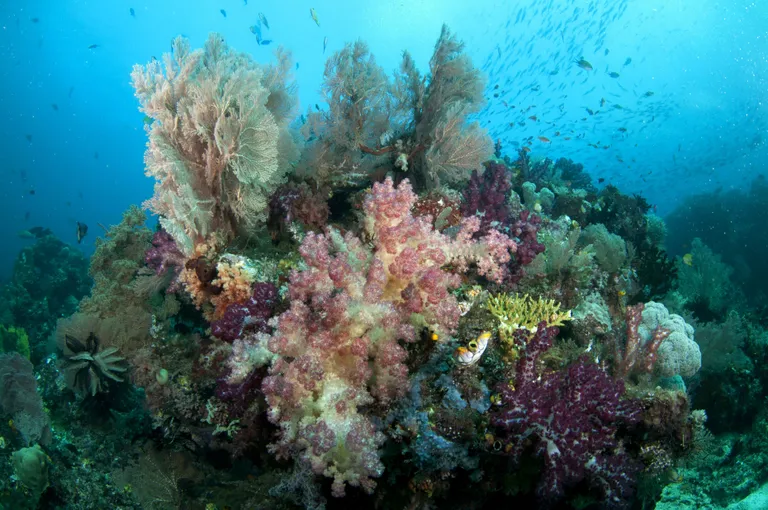 Raja Ampat