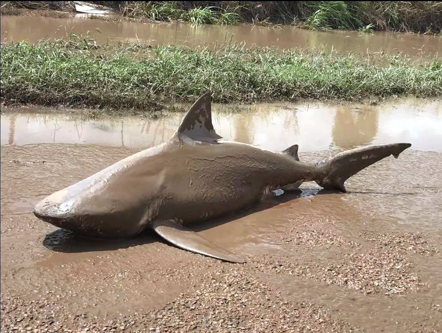 Queenslandis Ayris leiti pärast torm Debbiet teelt hai