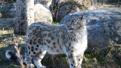 LOOMARIIK ⟩ Koolivaheajanädal on graatsiliste kaslaste päralt