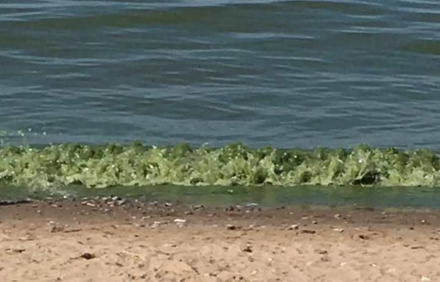 Неделю назад морская вода в Тойла выглядела так; теперь водоросли пропали.