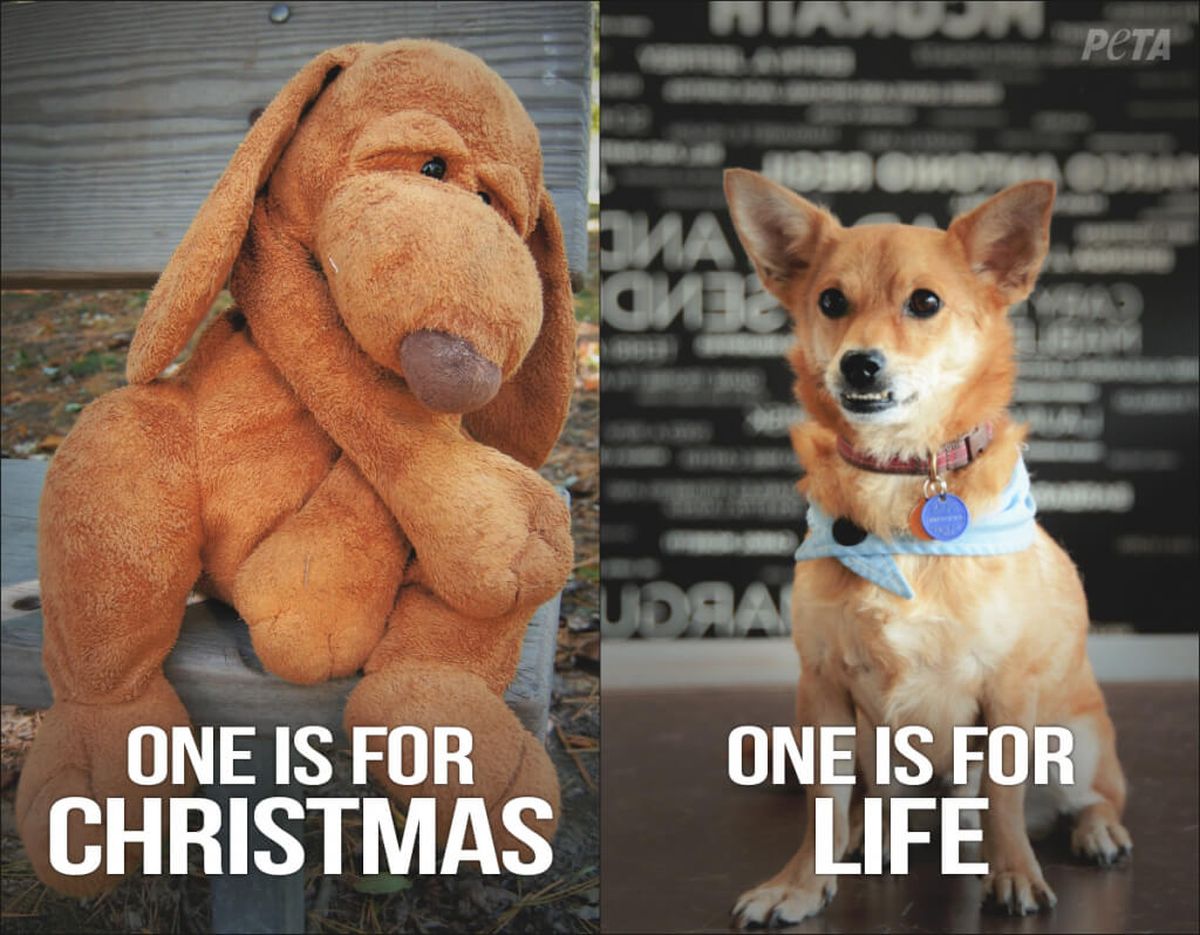 Социальная реклама PETA "Одна на Рождество, вторая на всю жизнь"