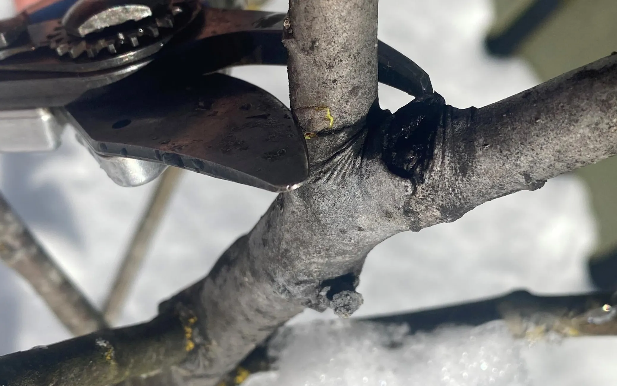 Oks lõigatakse maha oksakrae pealt, mille tunneb ära pisut krimpsus ja paksenenud koha järgi.