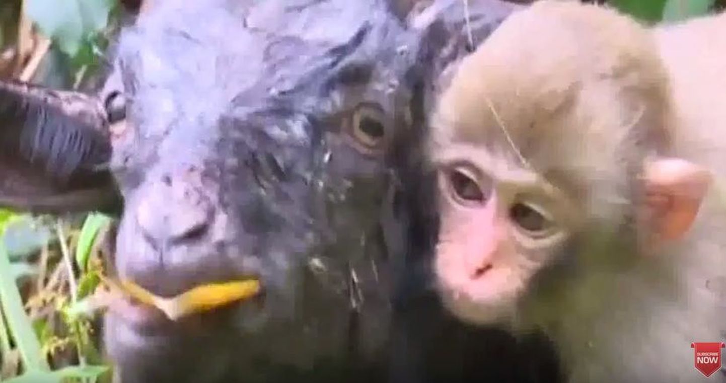 Китайские власти угрожают разлучить маленькую обезьянку и ее приемную маму-козу.