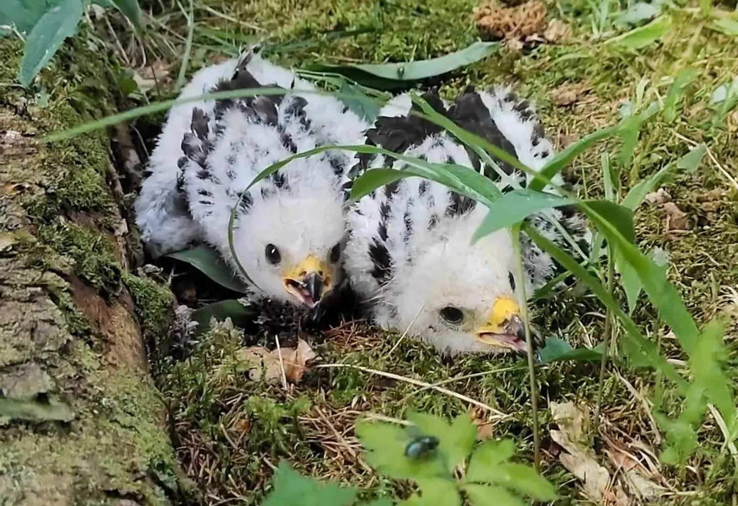 Linnupojad võisid asjatundja hinnangul maapinnal olla kaks-kolm päeva.