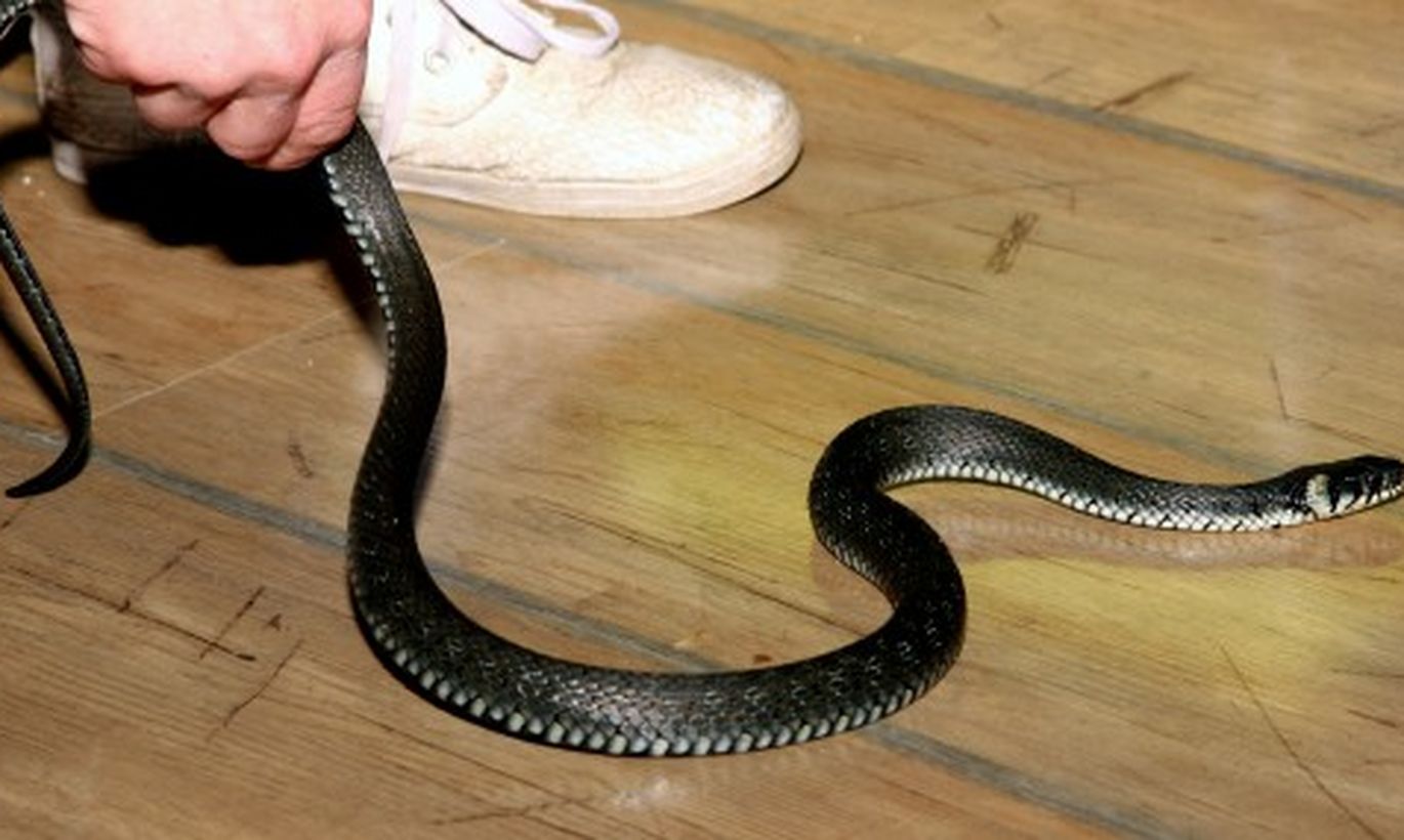 Змея можно переносить. Уж домашний. Змеи в квартире. Уж змея домашний. Уж в доме.