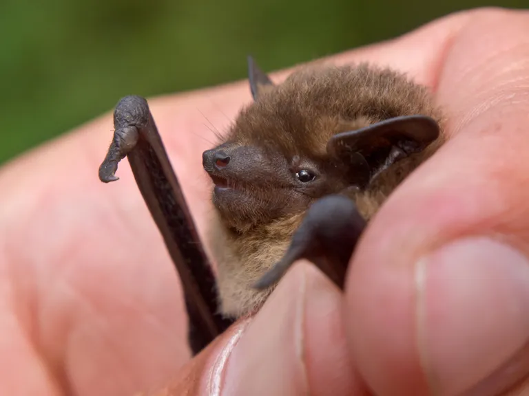 Летучая мышь Nathusius pipistrelle. Иллюстративное фото