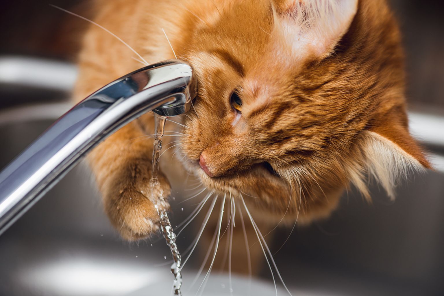 Hoolitsege ka, et lemmikloomadel oleks värske vesi kogu aeg olemas