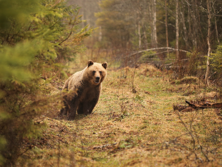 Медведь в лесу.