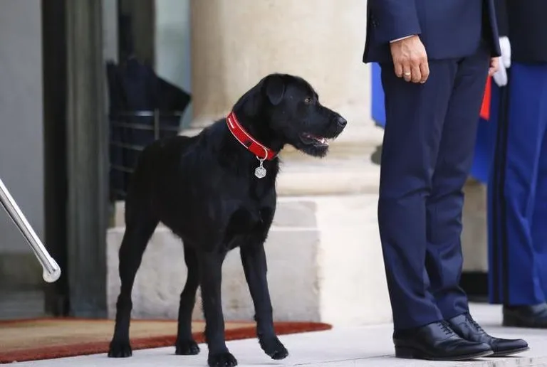 Prantsuse presidendi Emmanuel Macroni koer Nemo