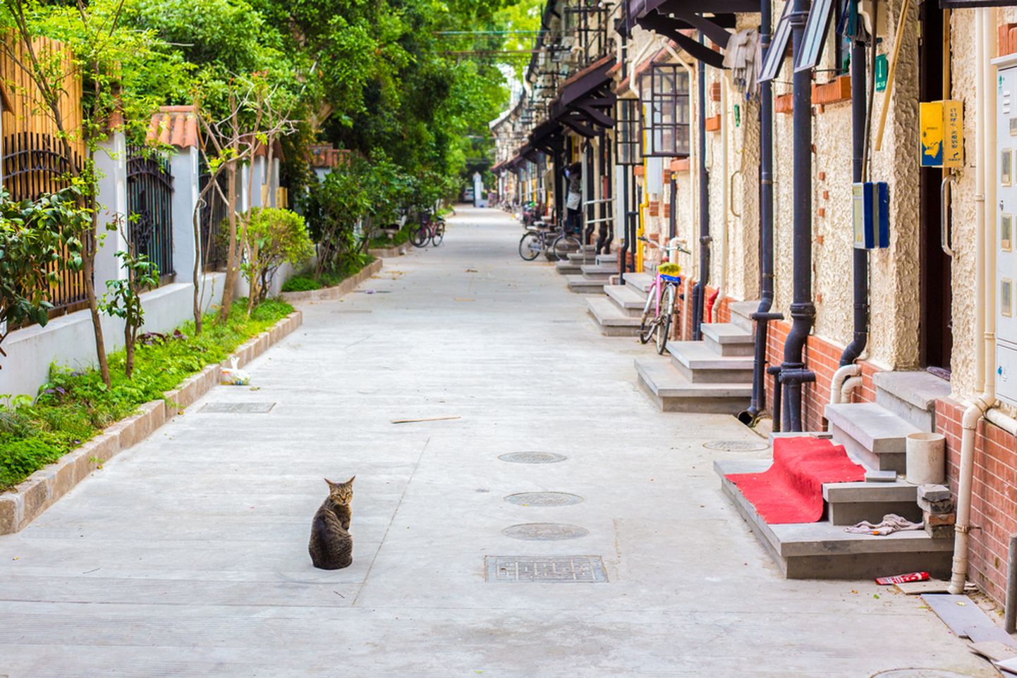 Kass Shanghai tänaval