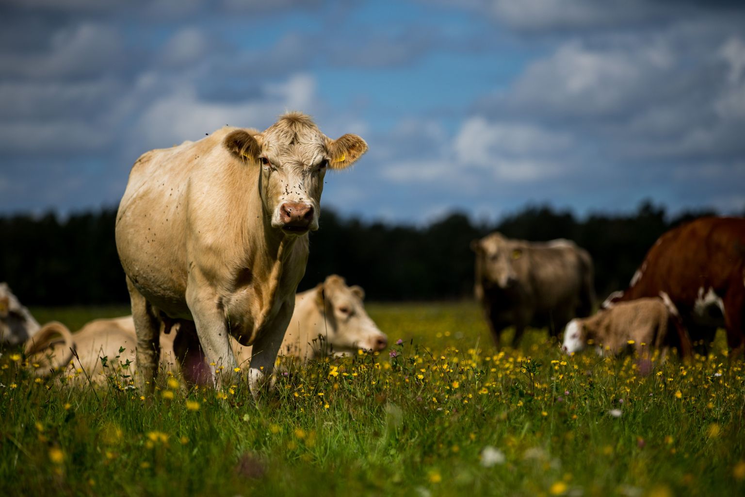 Eesti piimalehmade arvukus jätkab vähenemist. Pilt on illustratiivne.