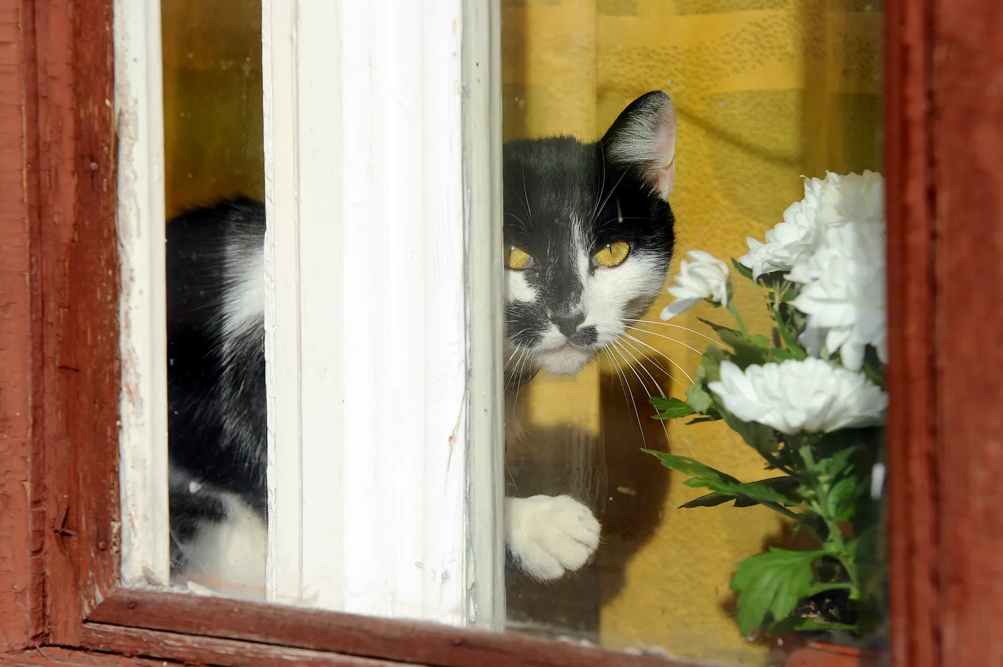 Кот в окне