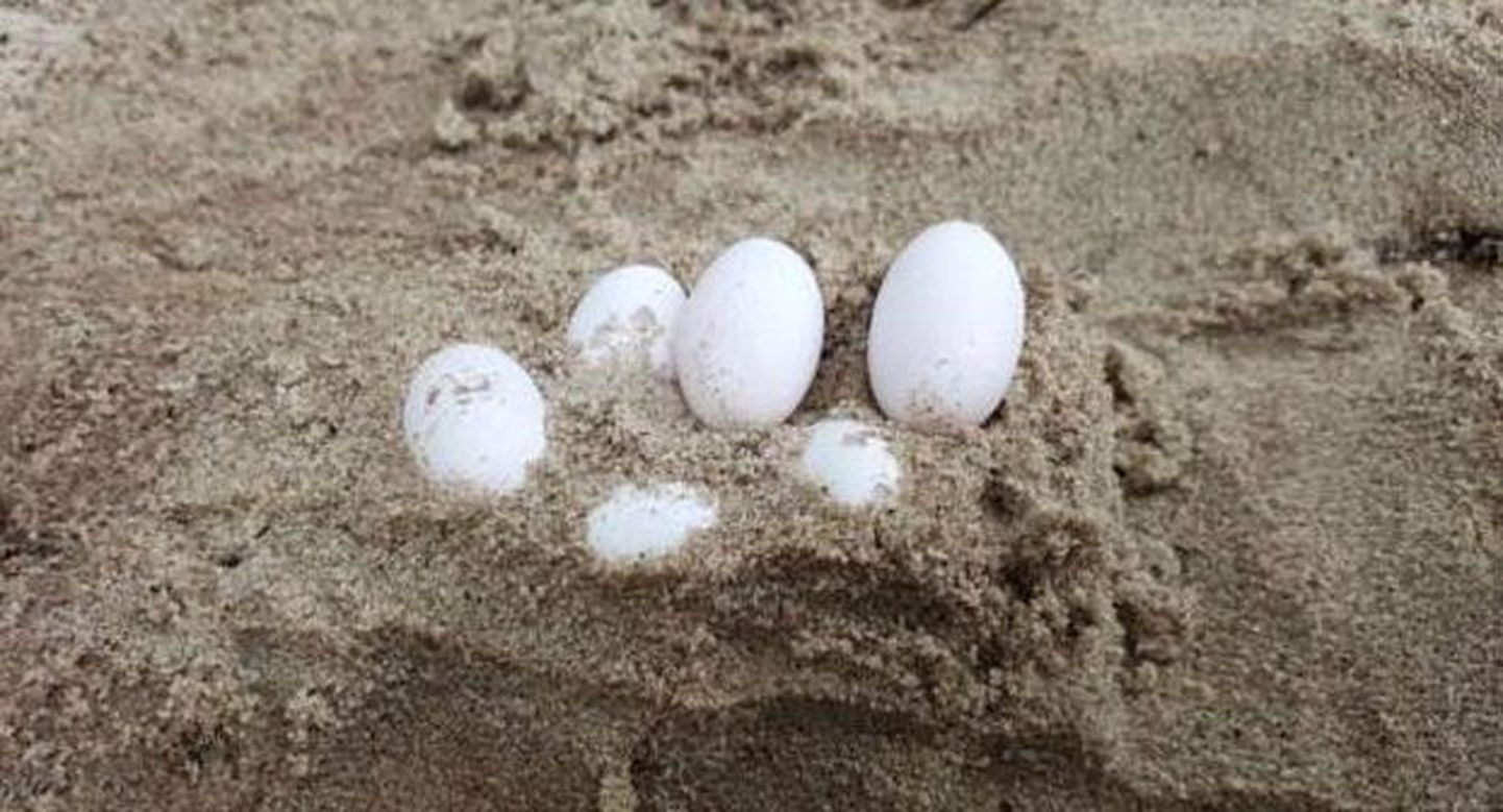 Austraalia kooli õuelt leiti oletatavalt mürgise mao munad