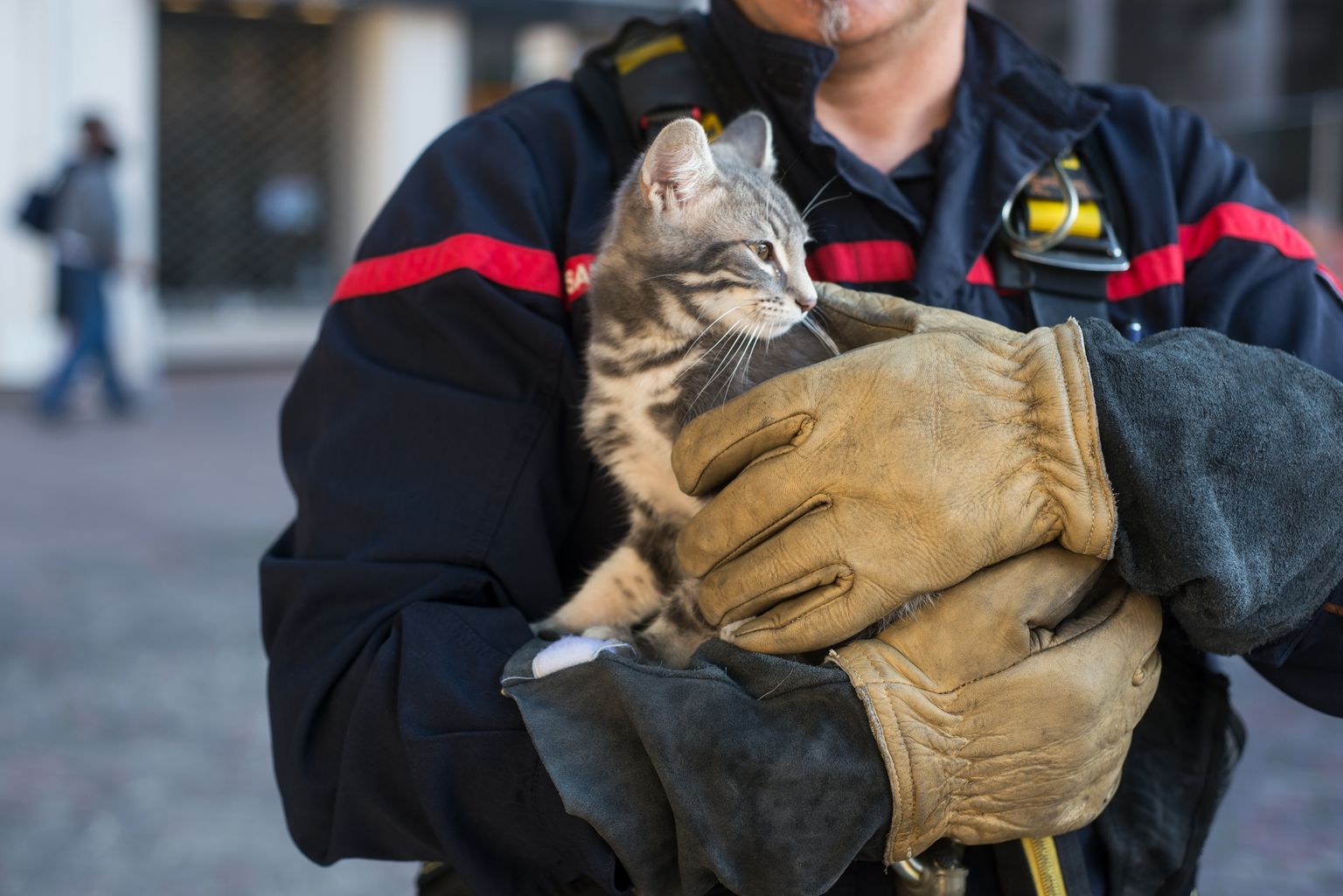Пожарный и кошка. Иллюстративное фото