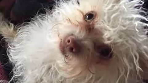 VIDEO ⟩ Rõõmupisarad: 9 aastat kadunud olnud koerake naasis koju