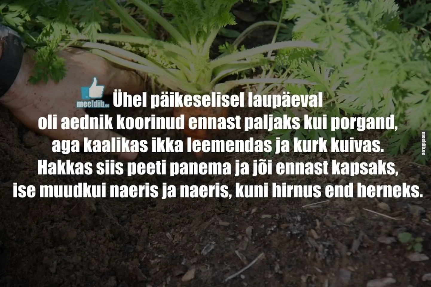 Artikli foto