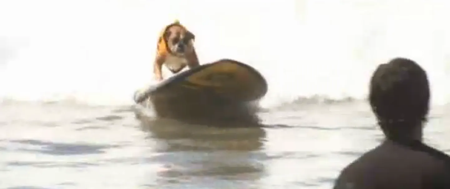 Vaata! Californias selgitati parimad koertest surfarid!