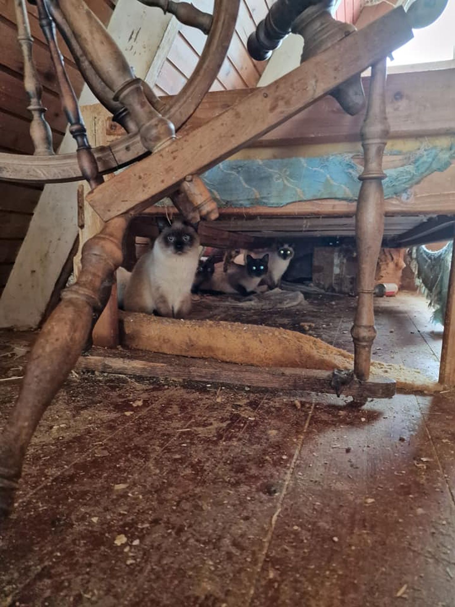 Loomakaitsjad päästsid naistepäeval ühest Harku vallas asuvast majapidamisest üle 100 siiamilaadse kassi.