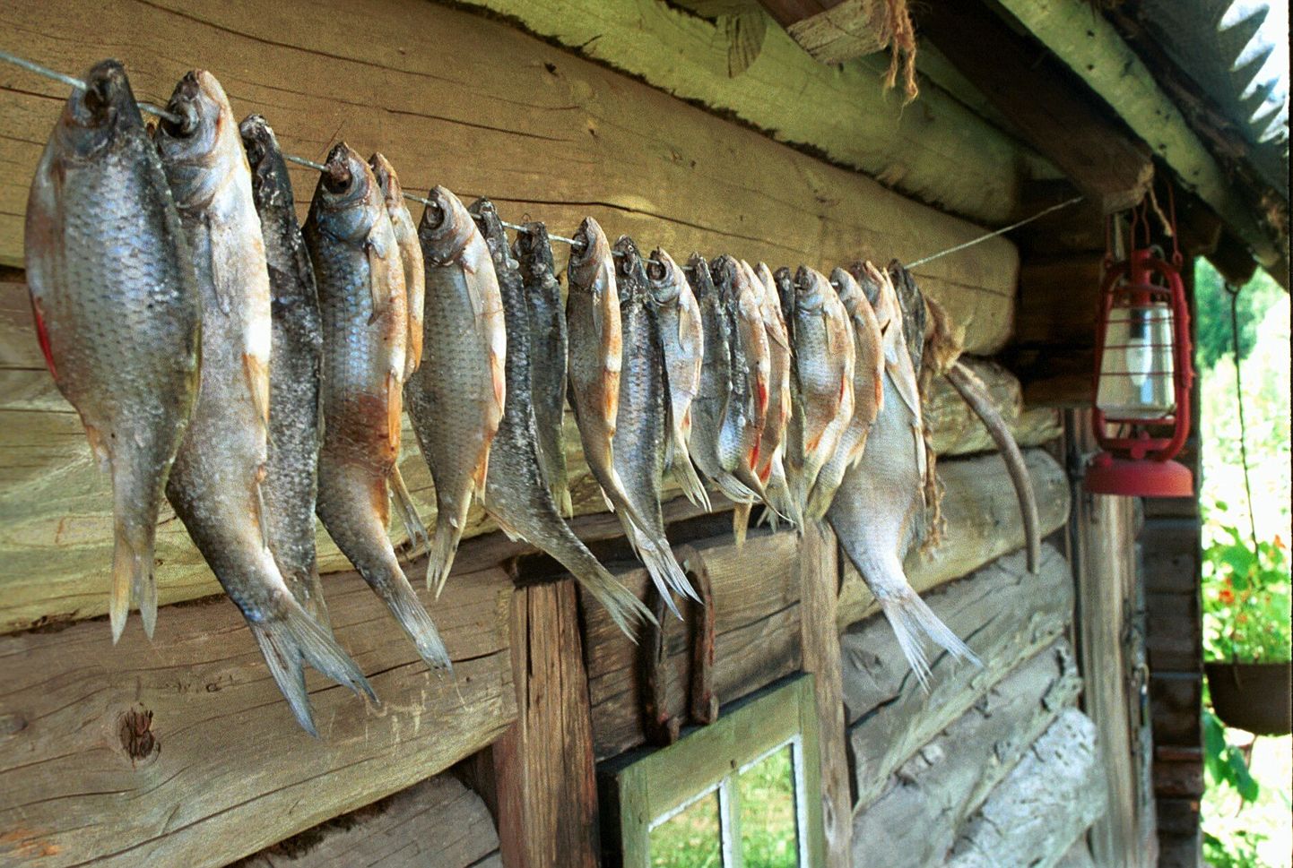 Üks tuntud Peipsi piirkonna maitseid on kahtlemata kuivatatud kala. Peipsimaa toidusuveniiri konkursil osalemiseks tuleb siiski välja mõelda mingi toode, see pakendada ning kujundada etikett.