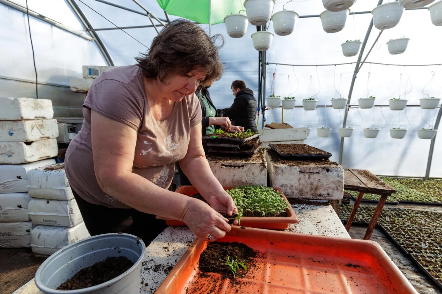 Taimekasvatajate kiire aeg vältab veebruarist novembrini. Tööd tehakse nii kaua, kui valget aega vähegi jagub. Pildil on Sillametsa talu pererahvas ametis tomatitaimede pikeerimisega.