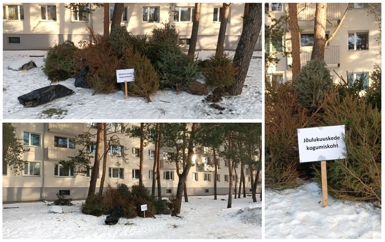 Легальная свалка ёлок на улице Юхана Сютисте, Таллинн, 9 января 2024 года.
