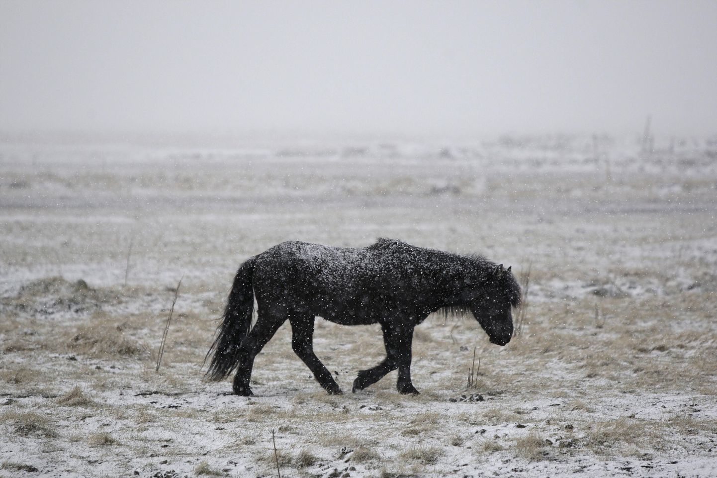 Rootsis sai hobune jääkülma supluse