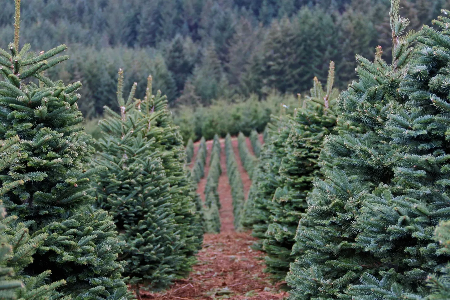 Ameerikas kaubeldakse jõuluajal koonusjaks trimmitud ebatsuugadega hoogsalt juba umbes sada aastat. Fotol üks jõulupuufarm Oregoni osariigis.
