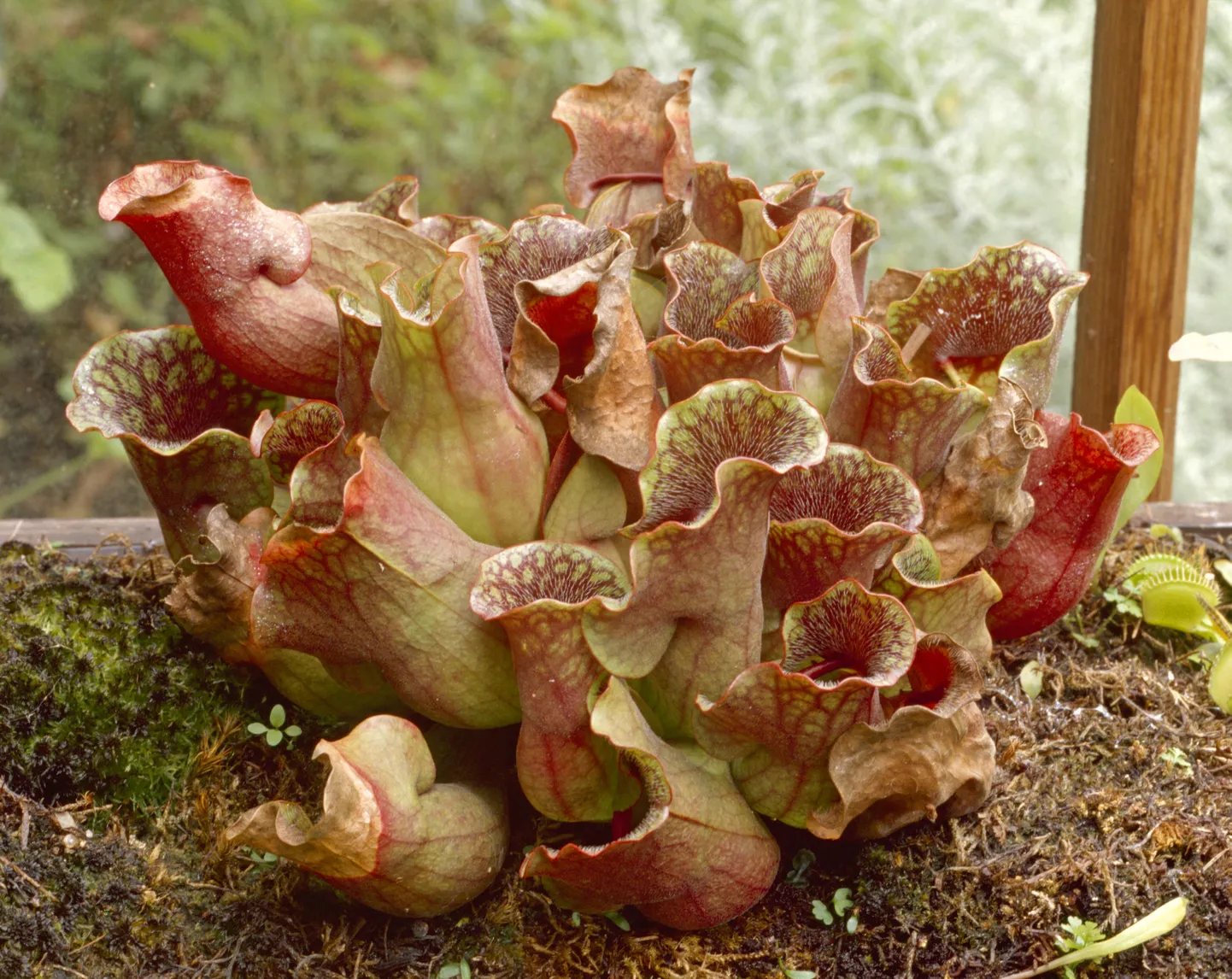 Purpurne näpitslill (Sarracenia purpurea)