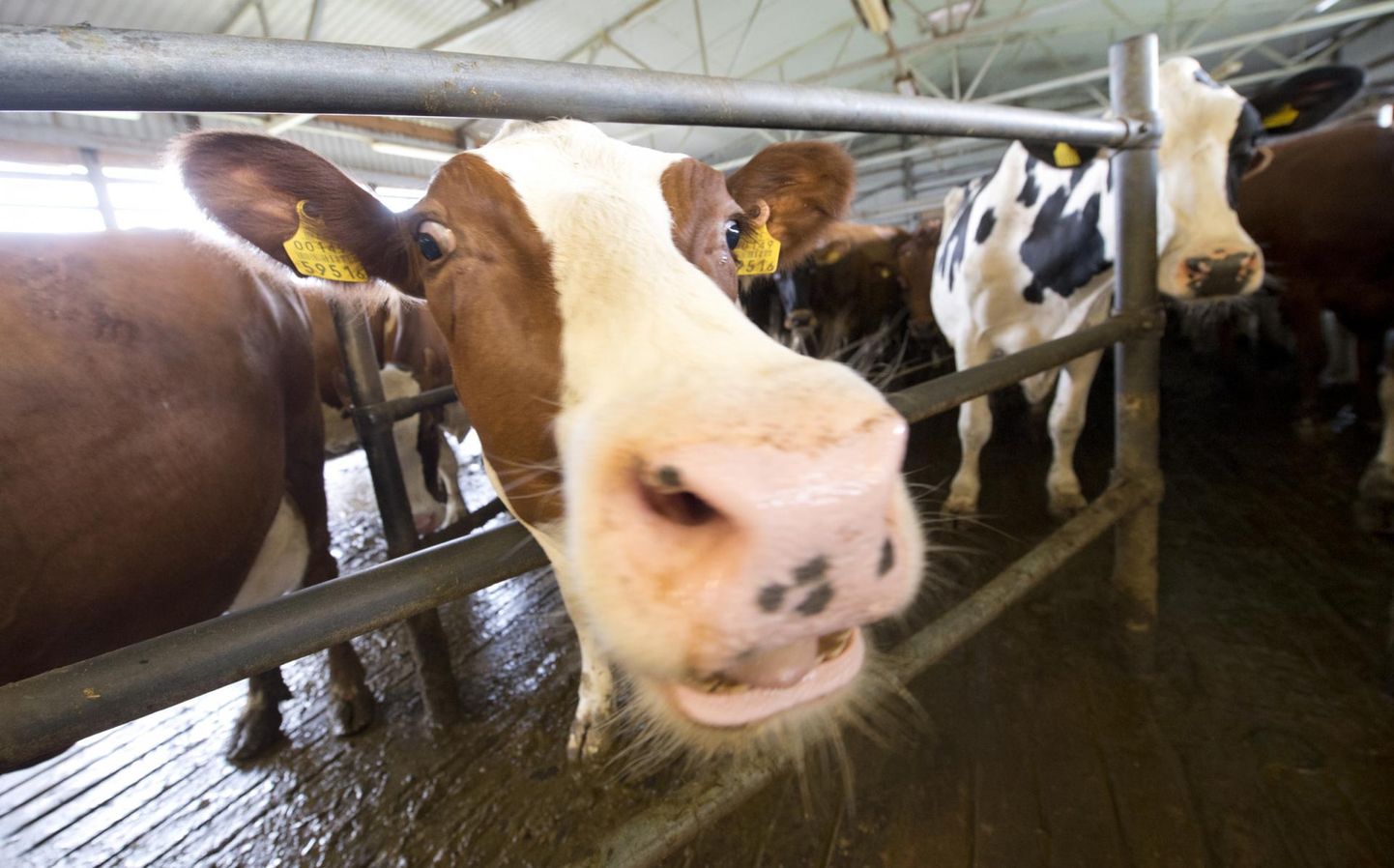 2. märtsil alustas PRIA loomakasvatuse taotluste vastuvõttu, mis kestab 21. märtsini.