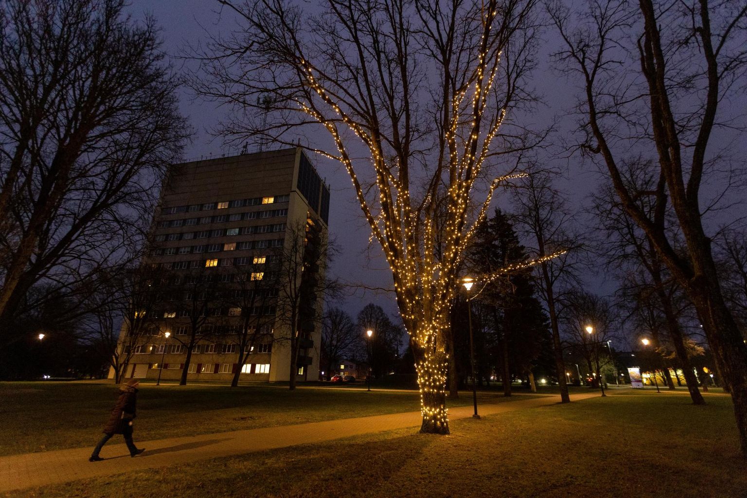 Paide linna parkides on puud juba jõulurüüs.