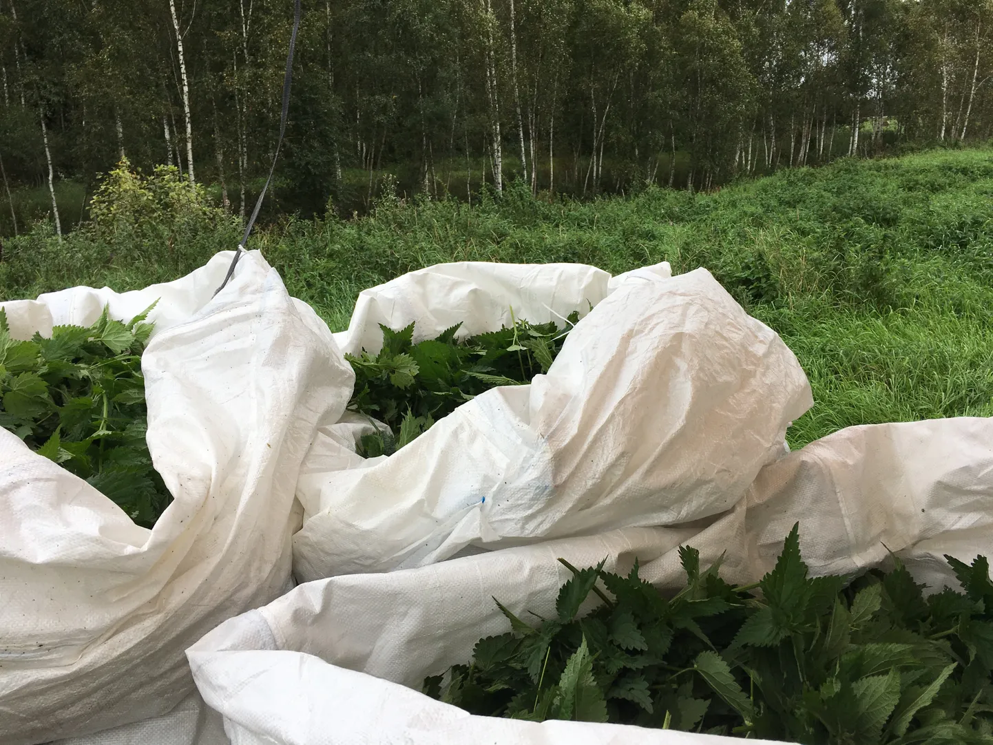 Ühe 50grammise nõgesepulbripaki saamiseks kulub umbes pool kilo nõgest.