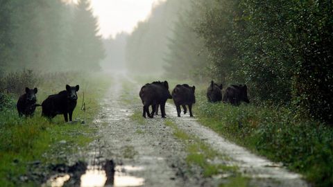 Metssigade küttimine kasvas kaks korda