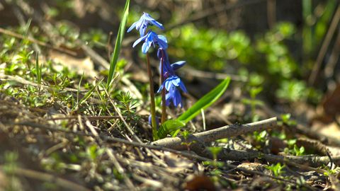 NÄDALAHOROSKOOP ⟩ Lõvi energia tõuseb peagi tippu, Vähk võiks küsida targematelt nõu
