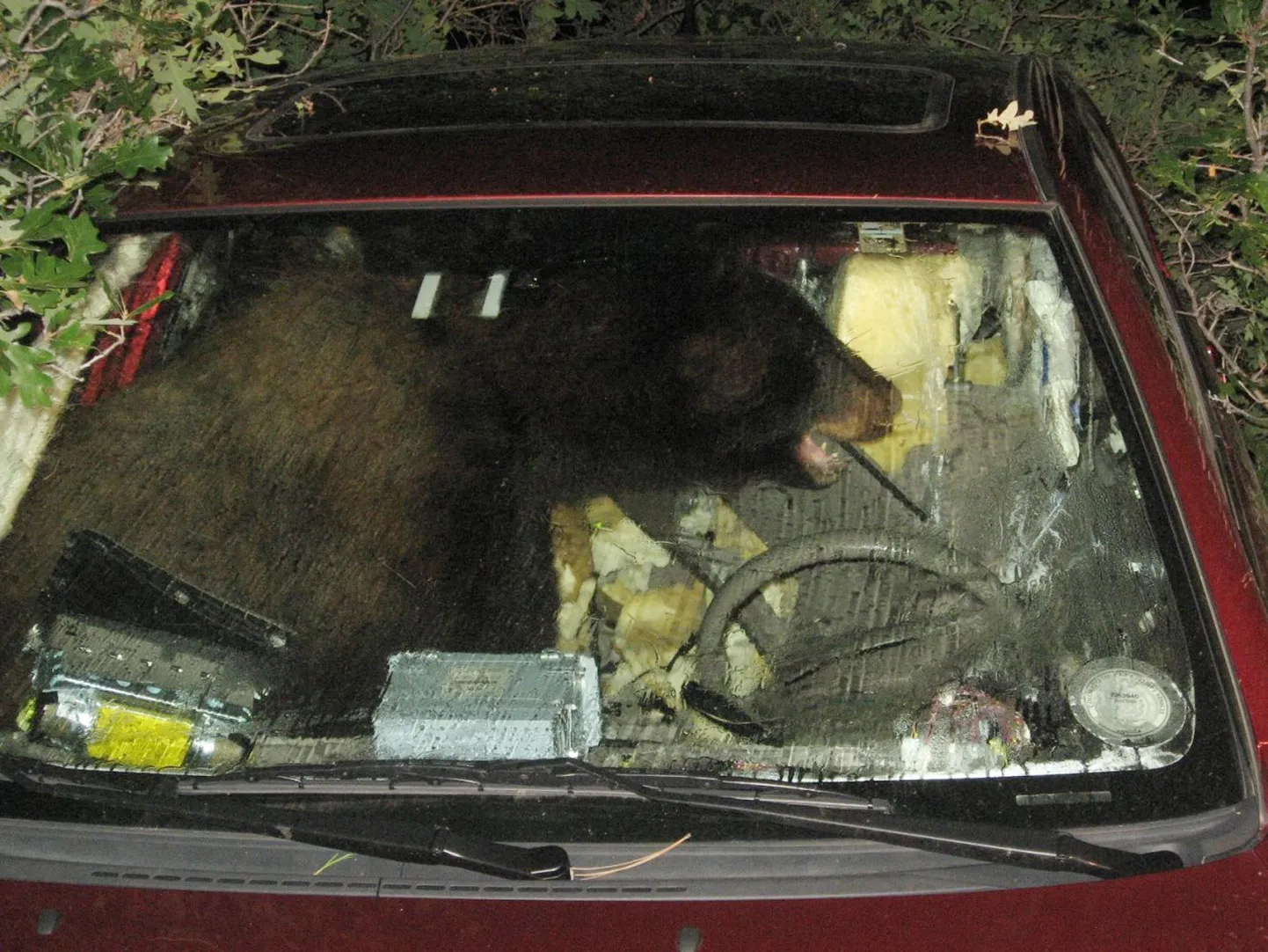Täpselt nii nagu fotolt paistab, asi ka oli. Täiskasvanud mustkaru murdis sisse Toyotasse, sest tundis maapähklivõi lõhna