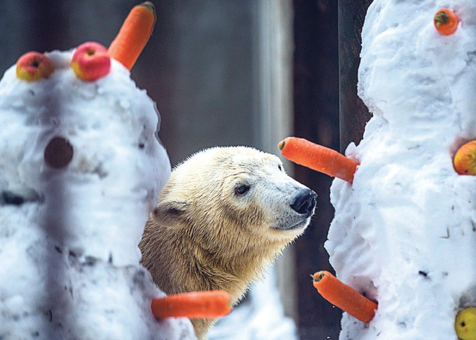 Eile tähistati Tallinna loomaaias jääkarude Nora ja Nordi sünnipäeva.