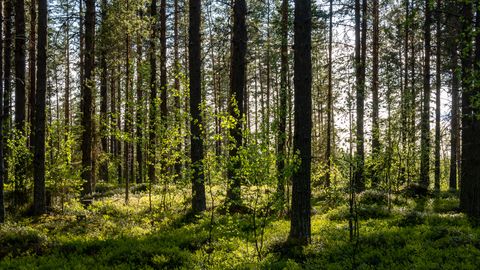 Svētdien vairāki cilvēki apmaldījušies mežā