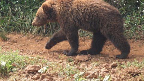 VIDEO ⟩ Ida-Virumaal eksis tööstushoonesse karupoeg