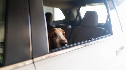 V vročem avtomobilu rešili psa