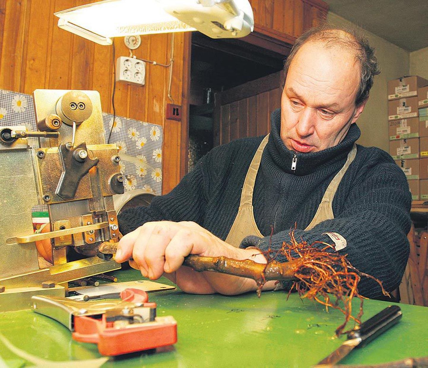 Seedri puukooli juht Elmar Zimmer sälgutab Itaaliast muretsetud pookimismasinaga õunapuu alust.