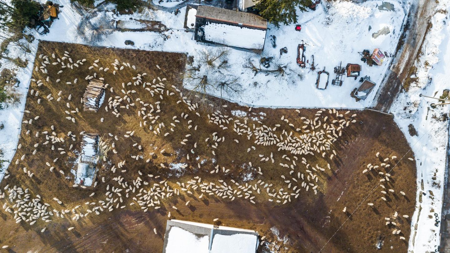 Kisuvere küla lambakari on hõivanud lumevaba ala ja taevast vaadatuna paistab, et rohekaspruunil maalapil on mingid valged tõugud asjatamas. Tegelikult on need lambad, kes ilmselt juba läbematult kevadet ootavad.