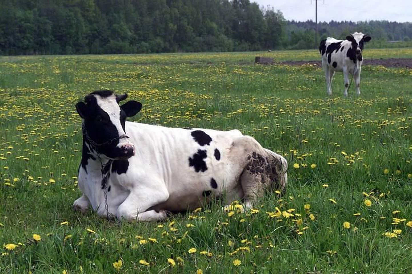 Lehmad kesk õitsvaid võililli
