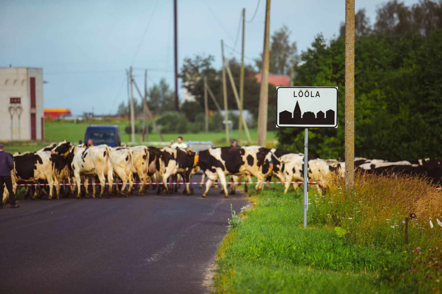 Väätsa Agro lehmade kolimine uude suurfarmi.
DMITRI KOTJUH, JÄRVA TEATAJA/SCANPIX