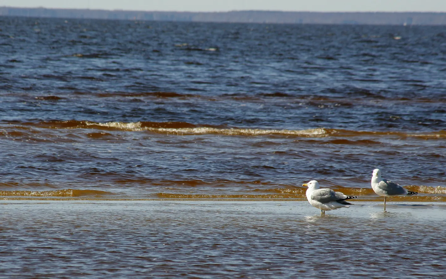Pärnu rand.