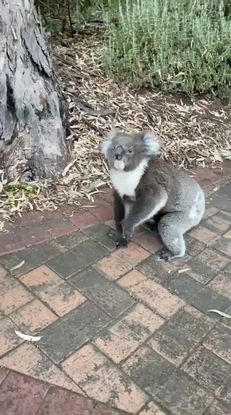 Koaala.