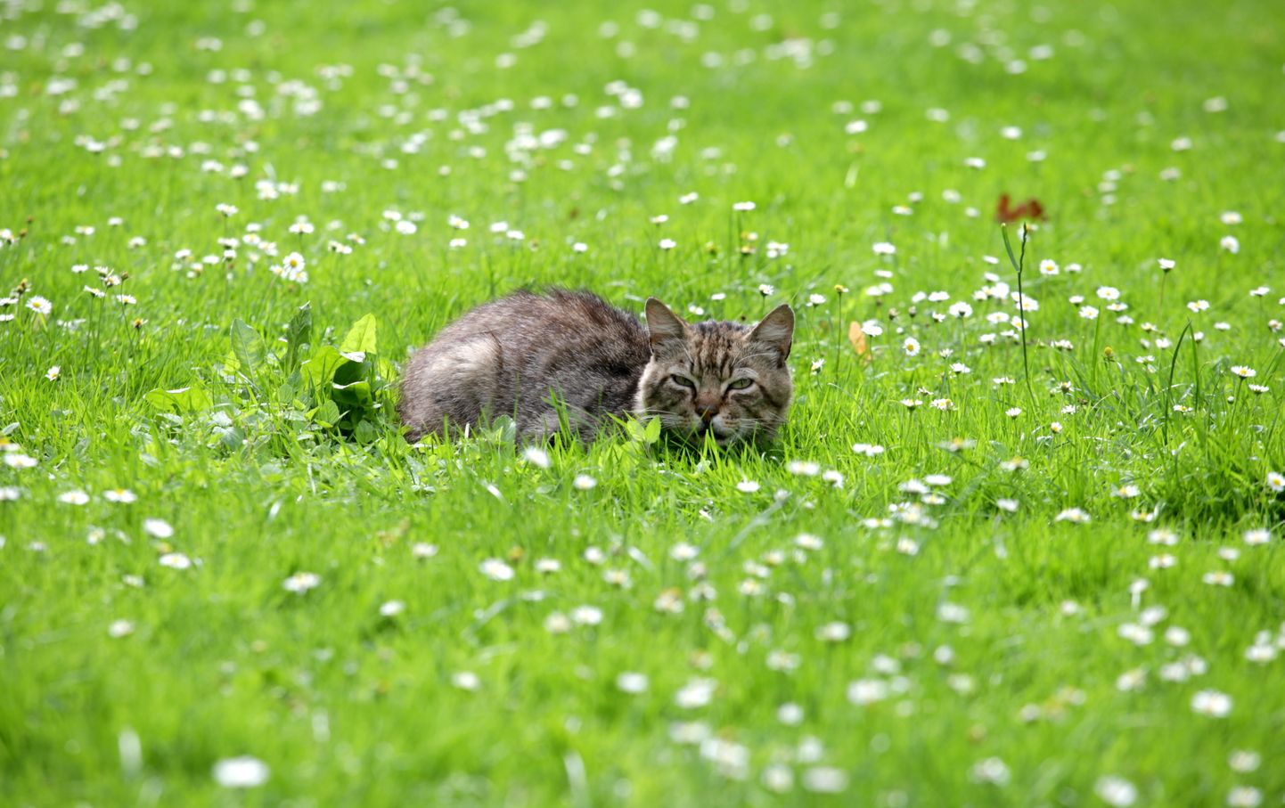 Кот на лужайке.