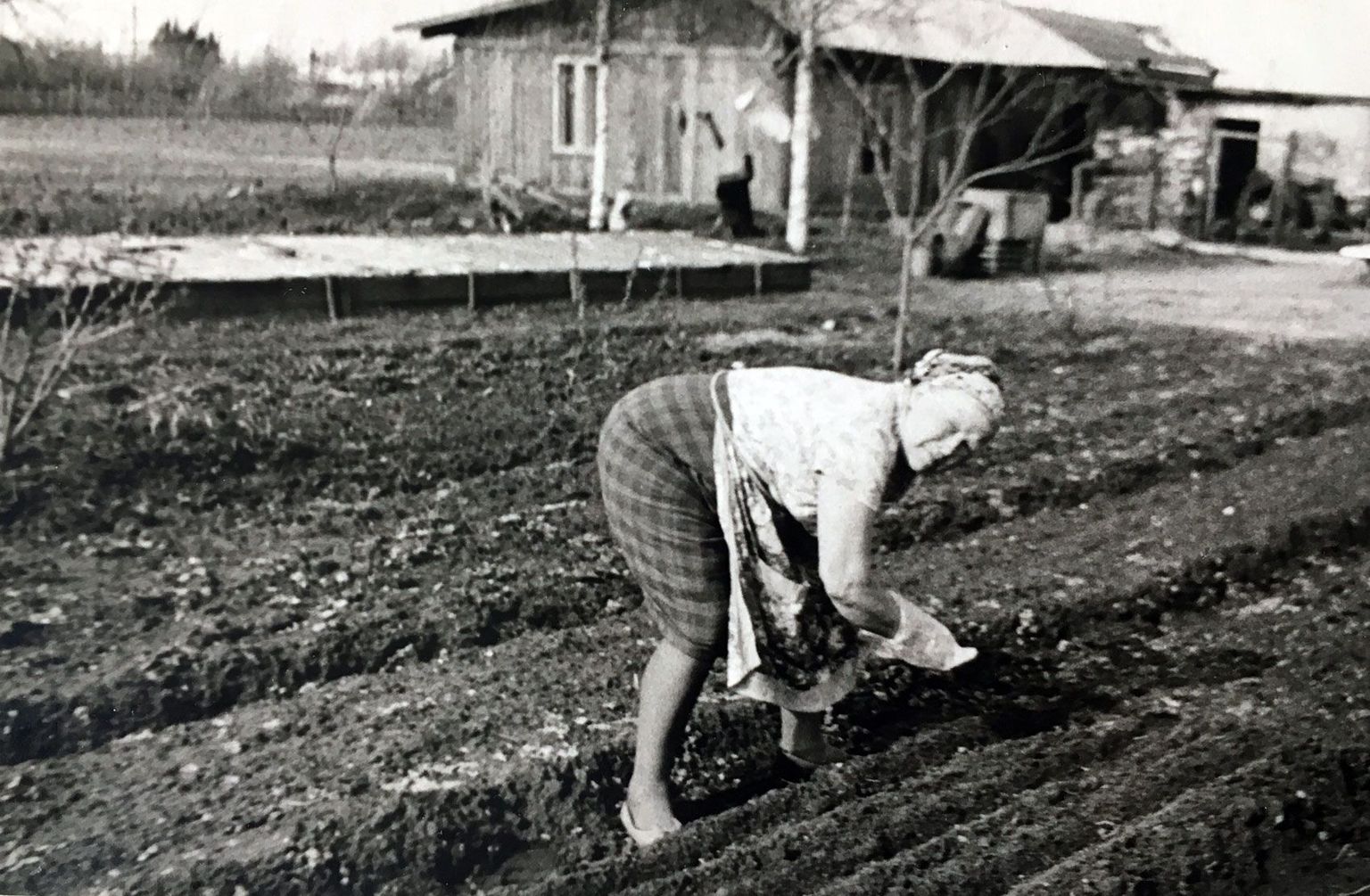 Hilda Laurson kasvatas kolhoositöö
kõrvalt aiasaadusi, et nende müügiga
üksi viit last toita ja koolitada.