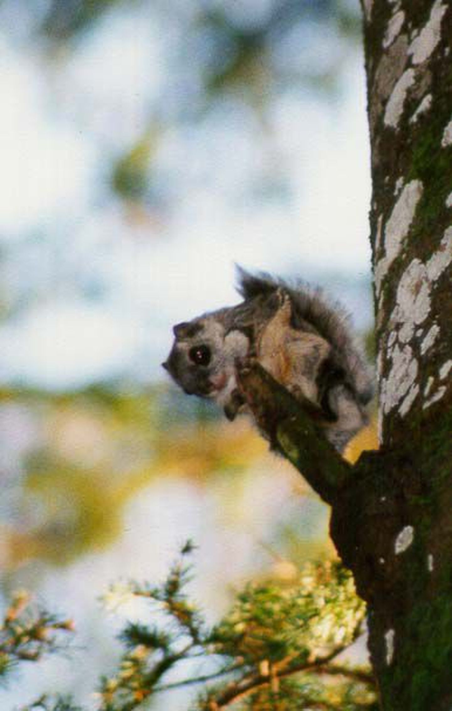 Lendorav on oravast pisut väiksem. Oma nime on ta saanud keha külgedel esi- ja tagajalgade vahel asuva karvadega kaetud nahavoldi järgi,  mis lennusena võimaldab loomakesel teha kuni 35meetriseid hüppeid  puult puule.